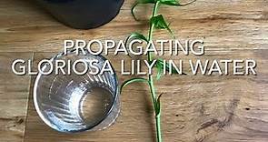 Propagating Gloriosa Lily In Water, Gloriosa Superba, Plant Propagation