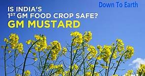 India's 1st genetically modified food crop! Will GM Mustard be safe?
