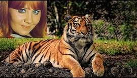 Lulu I'm a Tiger (with lyrics)