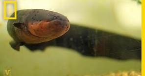 It’s True: Electric Eels Can Leap From the Water to Attack | National Geographic