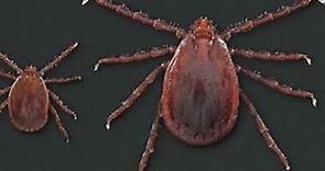 Tick that causes red meat allergy becoming more prevalent in Missouri