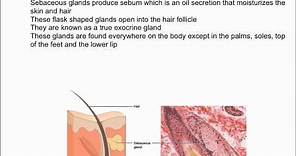 Sebaceous Glands and Sebum
