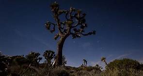 Everything to know about California’s Joshua Tree National Park