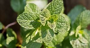 How to Grow and Care for Mint