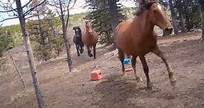 Watch: Wild horses chased by grizzly bear run for their lives