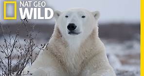 Polar Bears 101 | Nat Geo Wild
