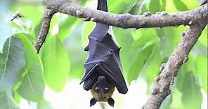 True Facts About The Fruit Bat