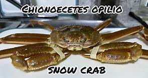 First time trying - Chionoecetes Opilio -Snow Crab ￼