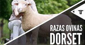 Dorset - Poll Dorset - Dorset Horn | Razas ovinas