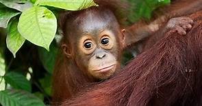 An introduction to the Heart of Borneo