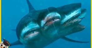 10 Tiburones Que Nacen Solo Una Vez Cada Mil Años