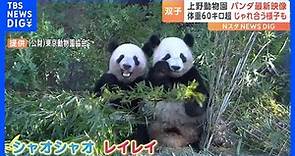 上野動物園の双子パンダ「シャオシャオ」と「レイレイ」の最新映像公開 体重は60キロ超 健康状態も良好｜TBS NEWS DIG