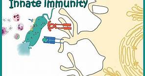 Innate immune system (detailed overview)
