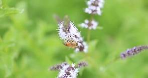 Herb Pharm - Our Spearmint plants (Mentha spicata) are a...