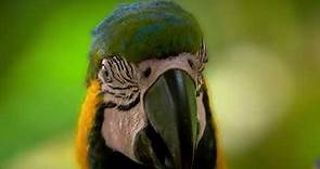 13 Birds of Peru 2023 - Cusco & Madre de Dios
