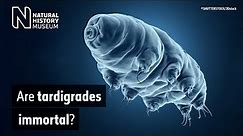 What is a tardigrade and what makes them so tough? | Natural History Museum