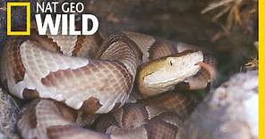 What You Need to Know About Copperhead Snakes | Nat Geo Wild