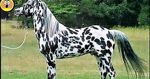 Le 10 Razze Equine più Incredibili del Mondo