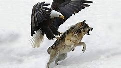 老鹰精彩捕食猎杀瞬间，不愧为天空的霸者！