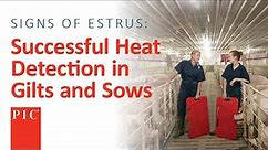 Heat Detection in Gilts and Sows | Pig Improvement Company