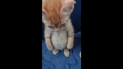 Adorable kitten stands tall on hind legs in Sardinia, Italy