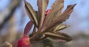 Plant portrait - Red buckeye (Aesculus pavia)
