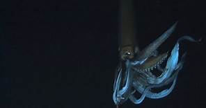 Looking for the Giant Squid | Monster Squid: The Giant is Real