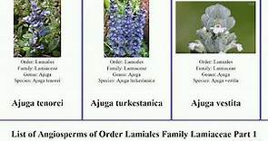 List of Angiosperms of Order Lamiales Family Lamiaceae Part 1 ajuga aegiphila basil sage ballota