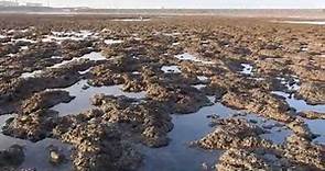 大潭藻礁是全台最壯闊的藻礁群