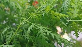 Artemisia Annua vom Samen bis zur Pflanze