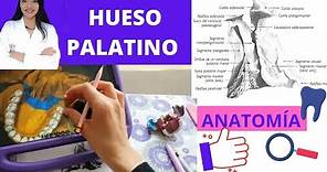 HUESO PALATINO ANATOMÍA CON @serdentistamx