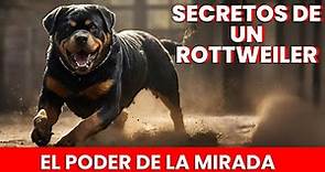 Rottweiler - Raza de Perro