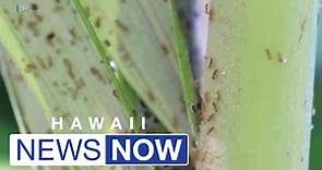 Hawaii Department of Agriculture considers rule change to limit transportation of pests