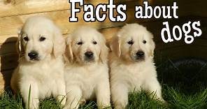 Dog Facts for Kids