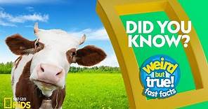 Did You Know? | Weird But True!—Fast Facts