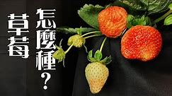 草莓Strawberry怎麼種 | 5個重點種出無農藥草莓《葛斯怎麼種》25