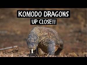 KOMODO DRAGONS UP CLOSE - Komodo Travel VLOG