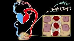 Lymph, lymph nodes, & lymphatic system | Life processes | Biology | Khan Academy
