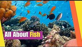 All About Fish | Learn the characteristics and facts about fish | Science Lesson
