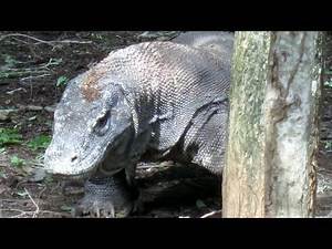 Dragon Adventure, Komodo, Indonesia