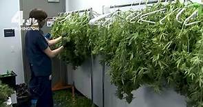 Inside a Virginia Marijuana Grow and Dispensing Operation