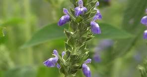 Salvia hispanica | Chia seeds plant
