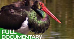 Black Storks: A Surprising Comeback in Germany | Free Documentary Nature