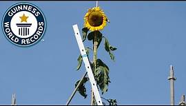 Tallest Sunflower - Guinness World Records