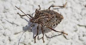 Experts Explain Why Stink Bugs Are Attracted to Your Home—and What to Do About It