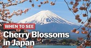 When to See Cherry Blossoms in Japan | japan-guide.com