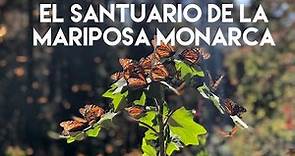 El fascinante Santuario de las Mariposas Monarcas - El Rosario, Michoacán; México