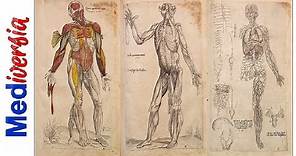 La anatomía humana ¡como nunca antes! | Andrés Vesalio