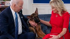 Joe Biden's Dog Attacking Secret Service Again Raises Questions