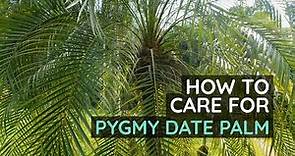 Pygmy Date Palm Care Tips: How to Keep Your Plant Healthy